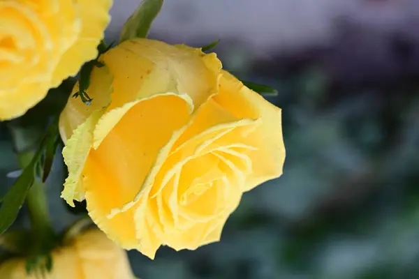 Rosas Amarillas Jardín — Foto de Stock