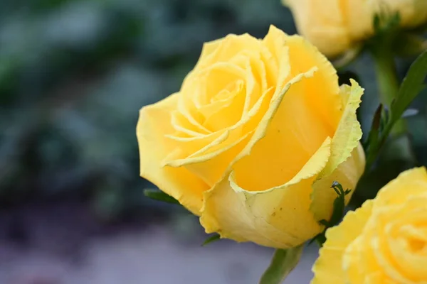 Gelbe Rosen Garten — Stockfoto