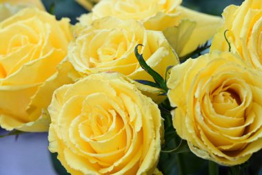 Bahçedeki sarı güller