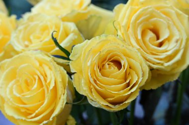 Bahçedeki sarı güller