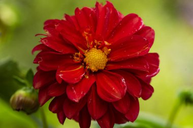 Bahçedeki güzel kırmızı çiçek, kapat manzarayı