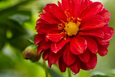 Bahçedeki güzel kırmızı çiçek, kapat manzarayı