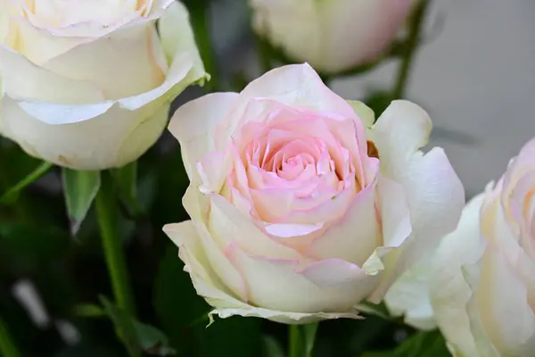 Fehér Rózsaszín Rózsák Kertben — Stock Fotó