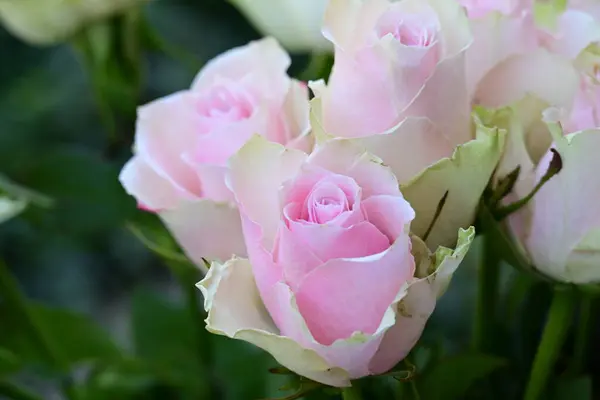 Białe Różowe Róże Ogrodzie — Zdjęcie stockowe