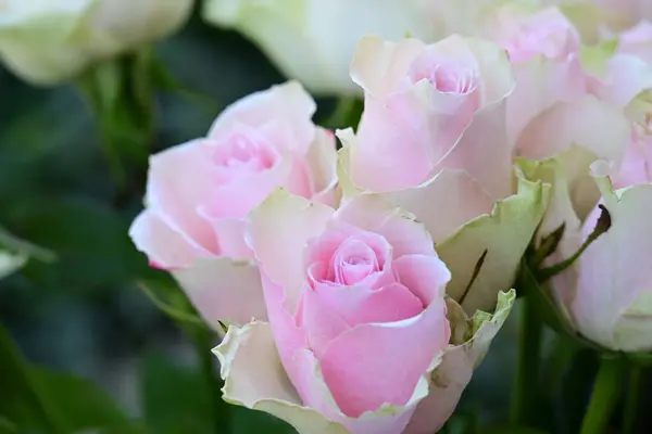 Fehér Rózsaszín Rózsák Kertben — Stock Fotó