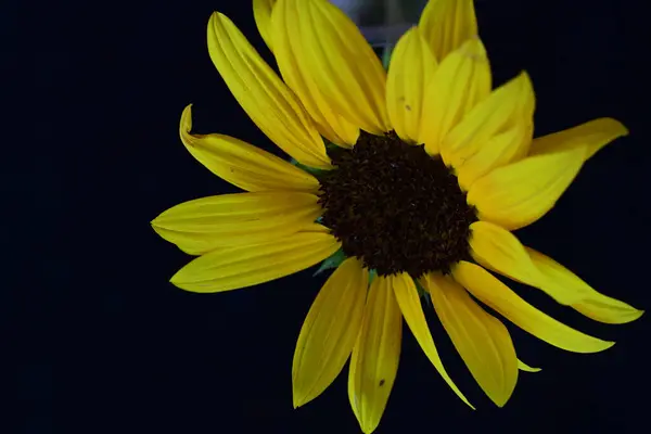 Красивый Желтый Подсолнух Темном Фоне — стоковое фото