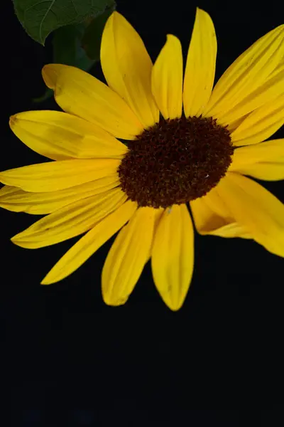 Piękny Żółty Słonecznik Ciemnym Tle — Zdjęcie stockowe