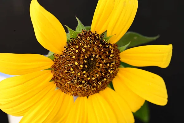 Красивий Жовтий Соняшник Темному Фоні — стокове фото