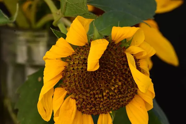 Schöne Gelbe Sonnenblume Auf Dem Dunklen Hintergrund — Stockfoto