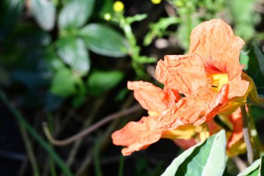 Bahçedeki güzel çiçekleri kapat. 