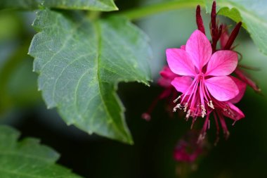 Bahçedeki güzel pembe çiçekler