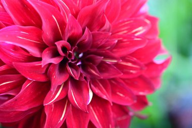 Bahçedeki güzel kırmızı çiçek, kapat manzarayı