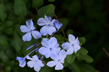Bahçedeki güzel mavi çiçekler