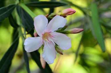 Bahçedeki güzel beyaz çiçekler