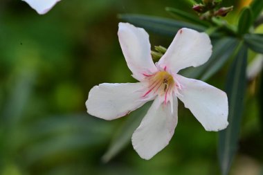 Bahçedeki güzel beyaz çiçekler