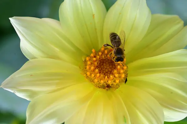 Close Bee Sitting Beautiful Yellow Flowers — Stock Photo, Image