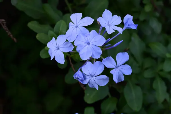 Hermosas Flores Azules Jardín —  Fotos de Stock