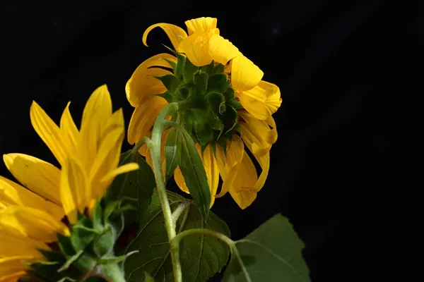 Mooie Zonnebloemen Close Uitzicht — Stockfoto