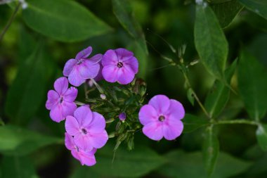 Bahçedeki güzel mor çiçekler