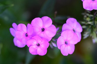 Bahçedeki güzel pembe çiçekler