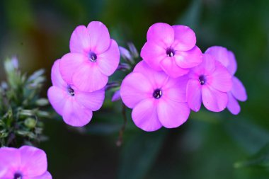 Bahçedeki güzel pembe çiçekler