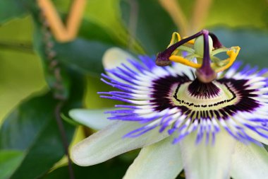Bahçedeki güzel çiçeğe yaklaş. 
