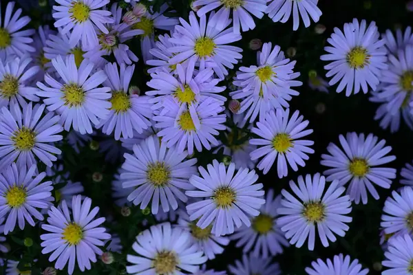 Close Beautiful Flowers Garden — Stock Photo, Image