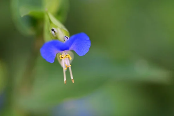 Красиві Сині Квіти Саду — стокове фото