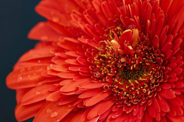 Güzel Gerbera çiçeğine yakın çekim, yaz konsepti, karanlık arka plan