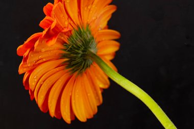 Güzel Gerbera çiçeğine yakın çekim, yaz konsepti, karanlık arka plan