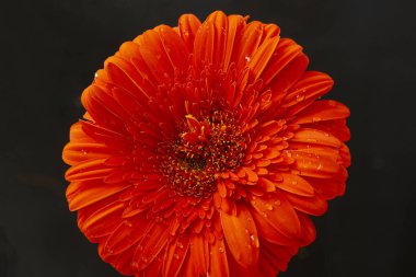 Güzel Gerbera çiçeğine yakın çekim, yaz konsepti, karanlık arka plan