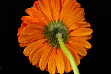 Güzel Gerbera çiçeğine yakın çekim, yaz konsepti, karanlık arka plan