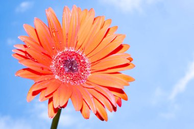 Güzel Gerbera çiçeği mavi gökyüzü arka planında