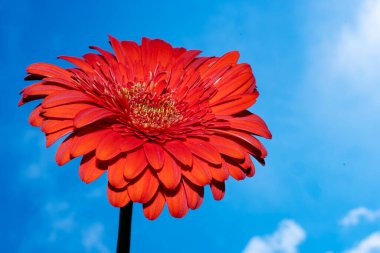 Güzel Gerbera çiçeği mavi gökyüzü arka planında