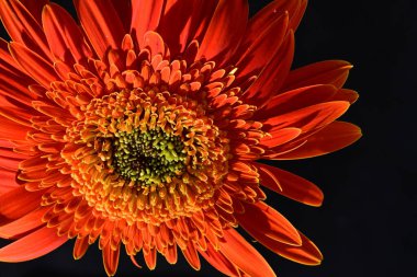 Güzel Gerbera çiçeğine yakın çekim, yaz konsepti, karanlık arka plan