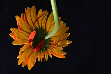 Güzel Gerbera çiçeğine yakın çekim, yaz konsepti, karanlık arka plan