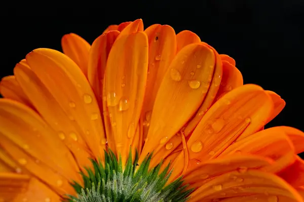 Güzel Gerbera çiçeğine yakın çekim, yaz konsepti, karanlık arka plan