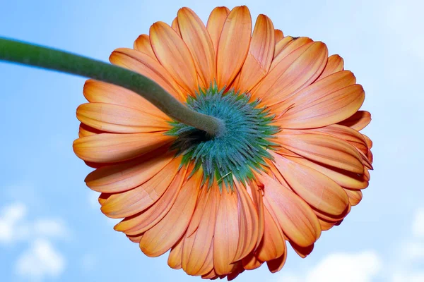 Krásný Gerbera Květina Modré Obloze Pozadí — Stock fotografie