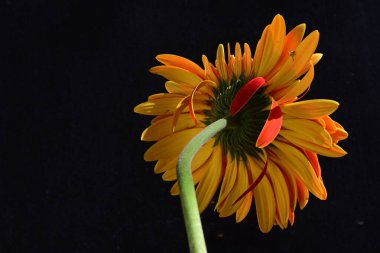 Güzel Gerbera çiçeğine yakın çekim, yaz konsepti, karanlık arka plan