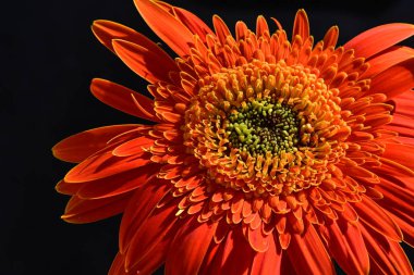 Güzel Gerbera çiçeğine yakın çekim, yaz konsepti, karanlık arka plan