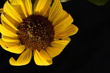 Koyu arkaplanda güzel sarı ayçiçeği