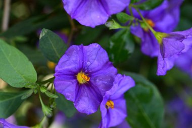 Bahçedeki güzel mor çiçekler