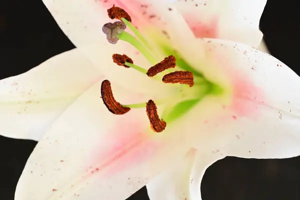Piękny Kwiat Lilii Widok Bliska — Zdjęcie stockowe