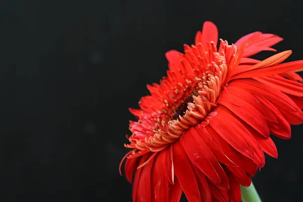 close up of beautiful gerbera flower, summer concept, dark background