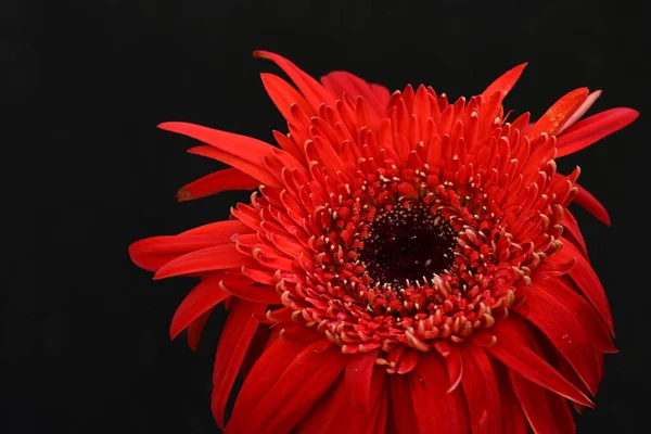 Nahaufnahme Der Schönen Gerbera Blume Sommerkonzept Dunkler Hintergrund — Stockfoto
