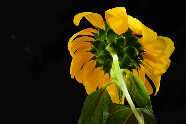 Beautiful Yellow Sunflower Dark Background — Stock Photo, Image