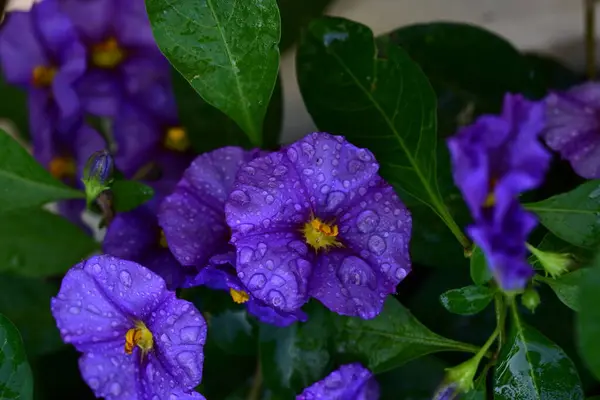 Красиві Фіолетові Квіти Саду — стокове фото