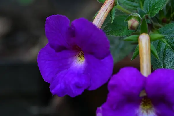 Bunga Ungu Yang Indah Taman — Stok Foto