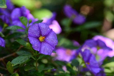 Bahçedeki güzel mor çiçekler