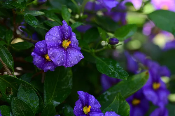 정원에 아름다운 자주색 — 스톡 사진